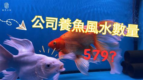 風水金魚數量